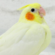【最新画像更新🪄】真っ白ふんわりおもちちゃん🐣💛オカメインコ(ルチノー) ヒナ