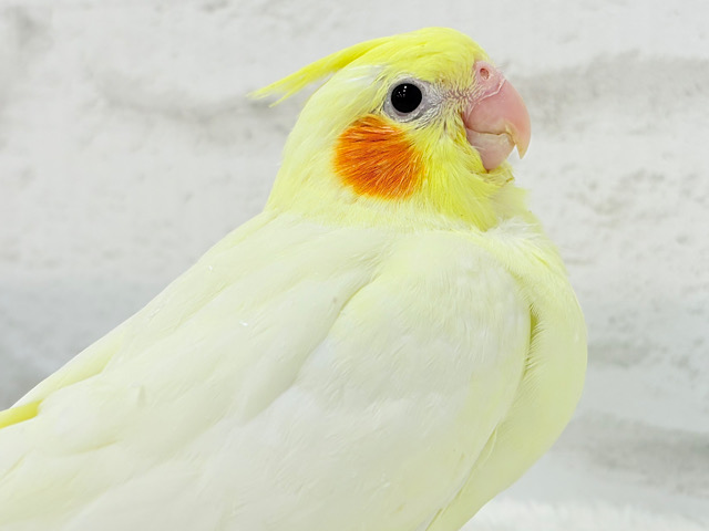 【最新画像更新🪄】真っ白ふんわりおもちちゃん🐣💛オカメインコ(ルチノー) ヒナ