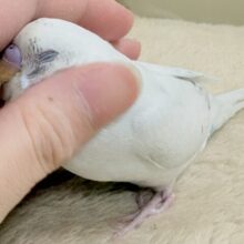 白色多めのセキセイちゃん❣️セキセイインコ(白ハルクイン)ヒナ