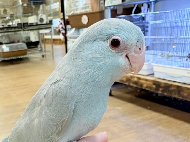 【最新画像】たっぷり優しい雰囲気❣️マメルリハ(ブルーファロー)女の子