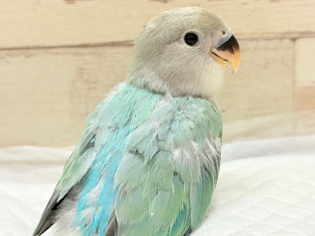 キラッと光る宝石みたいな美しさ💎.*コザクラインコ(ブルーオパーリン) ヒナ