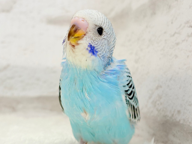 【最新画像更新🪄】可愛いが過ぎてるね？？💖セキセイインコ(オパーリン) ヒナ