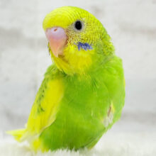 【最新画像更新🪄】カメラを向けると笑顔になっちゃう🐣🌿セキセイインコ(パイド) ヒナ