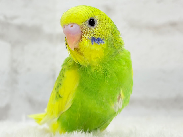 【最新画像更新🪄】カメラを向けると笑顔になっちゃう🐣🌿セキセイインコ(パイド) ヒナ