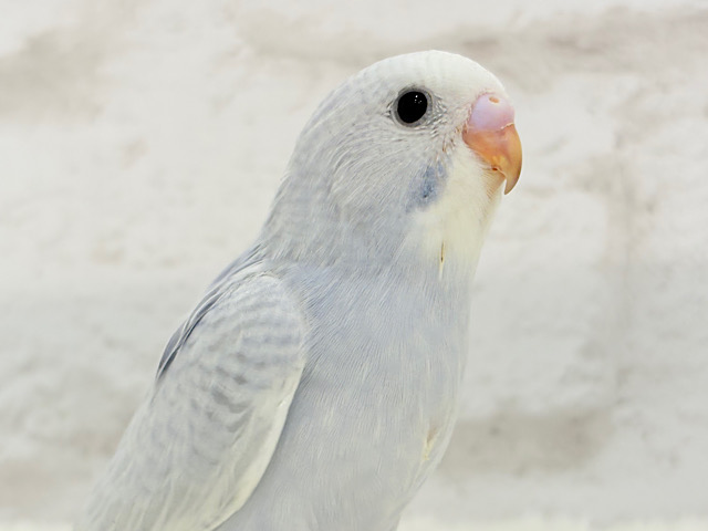 【最新画像更新🪄】レアカラー🪅淡さと透明感、爆発中〜🫧💥セキセイインコ(スパングル) ヒナ