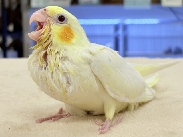 【最新画像更新】立派な冠羽に可愛いチーク🍊🧡オカメインコちゃん❣️(ルチノー)ヒナ