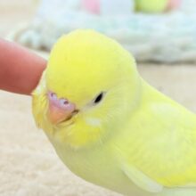 元気💮積極性💮💯なセキセイインコちゃん❣️(パステル系)ヒナ