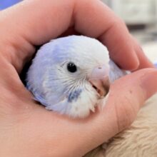 【最新画像更新】落ち着き上品カラー☁️𓈒 𓂂𓏸セキセイインコ(スパングル)ヒナ