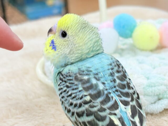 【最新画像更新】キリッとブラックがかっこいい〜😎✨セキセイインコ（レインボー）ヒナ