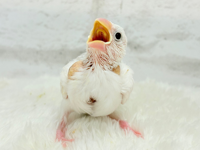 【最新画像更新🪄】今時期ピッタリ大福ちゃん🐣🍡白文鳥 ヒナ
