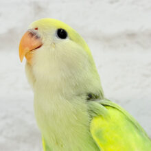 【最新画像更新🪄】キラキラお花畑が広がる💐💖コザクラインコ(タイガー系) ヒナ