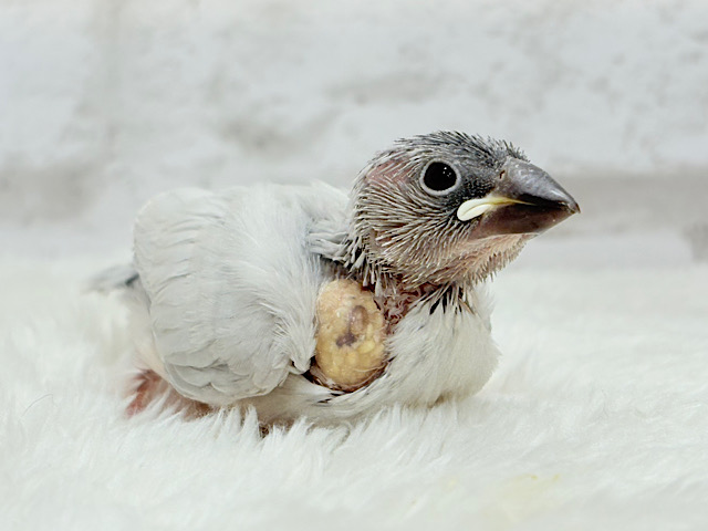 【最新画像更新🪄】食欲旺盛‪☆モリモリ食べる‪☆シルバー文鳥 ヒナ