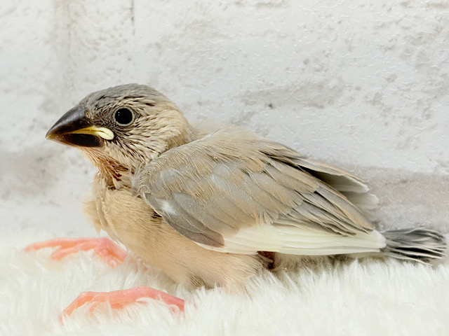 レアカラー🪅未来が楽しみ♬*°アゲイト文鳥 ヒナ