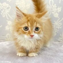 この短い足みよ🥰マンチカン(レッドタビー＆ホワイト)🍓🍼男の子💙2025年10月10日生まれ