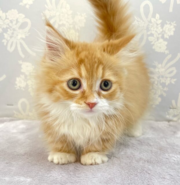 この短い足みよ🥰マンチカン(レッドタビー＆ホワイト)🍓🍼男の子💙2025年10月10日生まれ