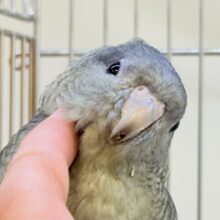 【最新画像更新🪄︎︎💫】落ち着きある大人〜な雰囲気❣️サザナミインコちゃん❣️(モーブ)男の子