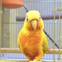 【最新画像】表情豊かで癒される🫧ホオミドリウロコインコ（サンチーク）
