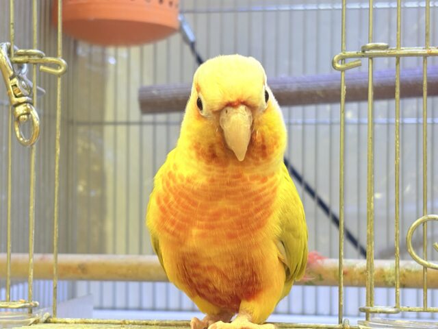 【最新画像】表情豊かで癒される🫧ホオミドリウロコインコ（サンチーク）