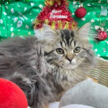 可愛すぎ💖スコティッシュ・フォールド(ブラウンタビー)🤎男の子💙2025年8月23日生まれ