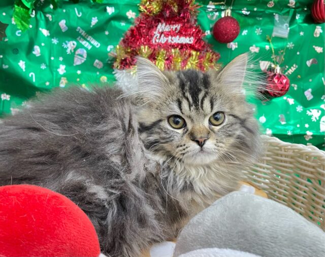 可愛すぎ💖スコティッシュ・フォールド(ブラウンタビー)🤎男の子💙2025年8月23日生まれ