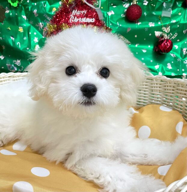 ︎︎☁ふわふわGIRL🤍ビションフリーゼ(ホワイト)‎🤍女の子💖2025年9月7日生まれ