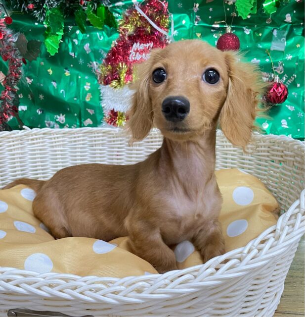 愛嬌たっぷり(*  ˊ꒳ˋ*)ミニチュアダックス(レッド)❤️‍🔥女の子🩷2025年8月22日生まれ