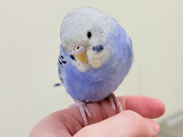 【カゴデビュー🪄💫一人餌】にっこりニコニコ☺️セキセイインコ（オパーリン）ヒナ