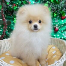 ふわもこポッたん🫧ポメラニアン(クリーム)🍨男の子💙2025年8月13日生まれ