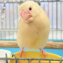 【最新画像】ふんわり暖かカラーでまったり〜☕️🌿シナモン文鳥(ヒナ)