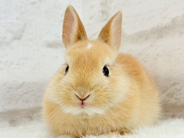 おでこにちょこんっ💫トレードマーク入り🐰🧡ミニウサギ(オレンジ) 男の子