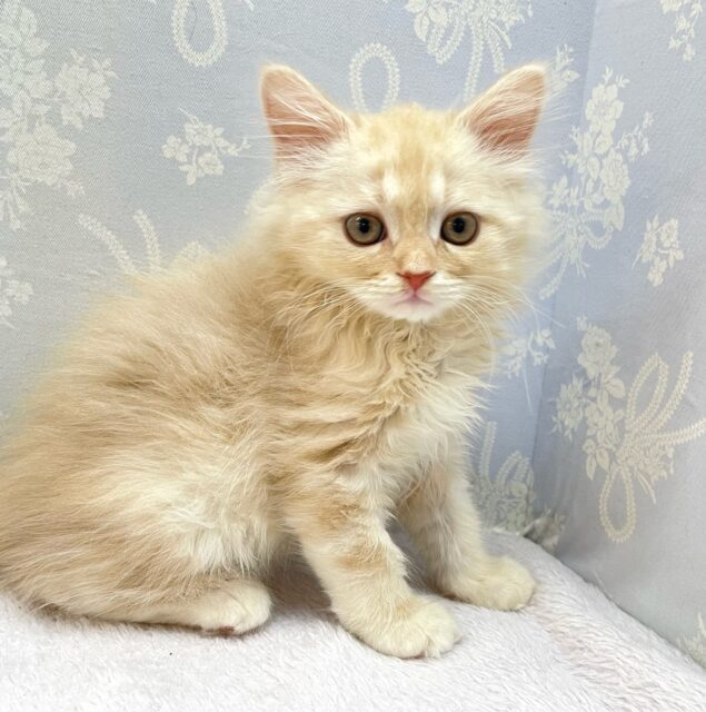 ✨美形男子✨ラガマフィン(クリームタビー)🍨男の子💙2025年10月10日生まれ