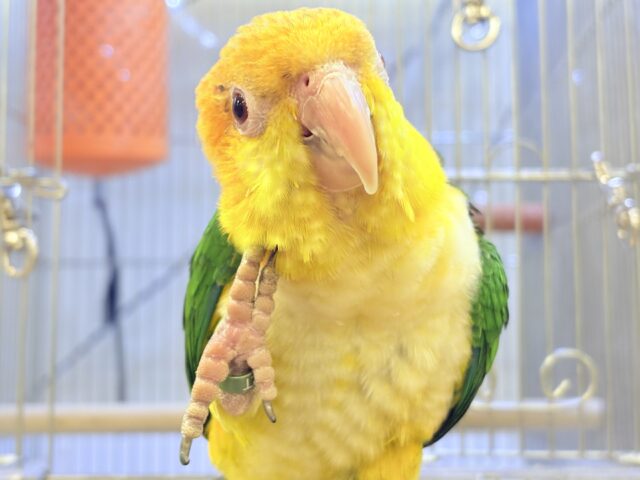 【最新画像】元気いっぱい成長中💛💚シロハラインコ（女の子）