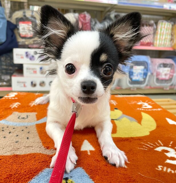 💖おてんばGIRL💖ハーフ犬(チワワ✖️マルチーズ)(ホワイト＆ブラック)🐄女の子💕‪2025年7月12日生まれ