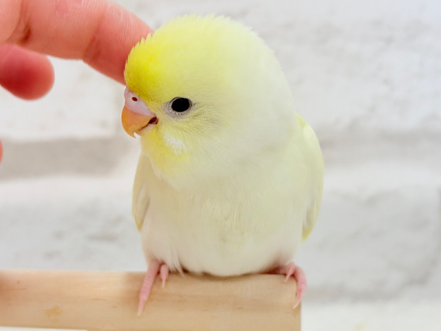 【最新画像更新🪄】レモンホイップクリーム🐣🧁セキセイインコ(クリーム) ヒナ