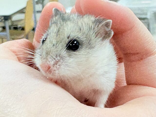 まだちびすけだけど大きくなるよ‼️チャイニーズハムスター❣️