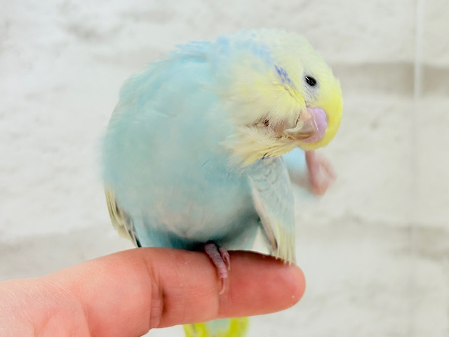 表情豊か♬甘々ちゃんはすぐそこ𖤐  ̖́-‬セキセイインコ(パステルレインボー) ヒナ