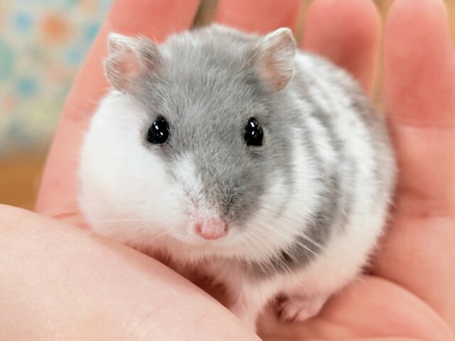 オシャレなまだら模様✨️ジャンガリアンハムスター(ブルーパイド)男の子