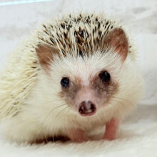 むっちりBODYにメロメロだっ🦔💖ハリネズミ(パイド) 女の子