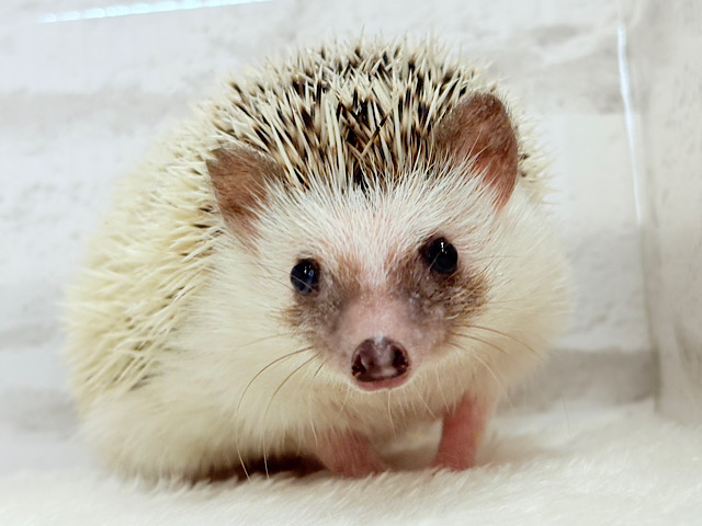 むっちりBODYにメロメロだっ🦔💖ハリネズミ(パイド) 女の子