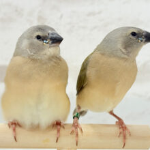 口元のキラメキはダイヤモンド〜💎.*コキンチョウ(ノーマル) ヒナ