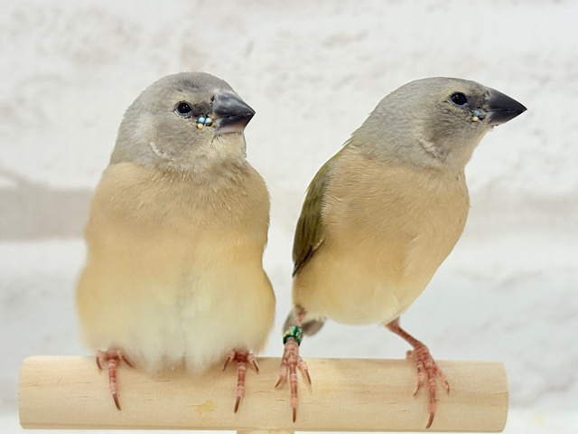 口元のキラメキはダイヤモンド〜💎.*コキンチョウ(ノーマル) ヒナ