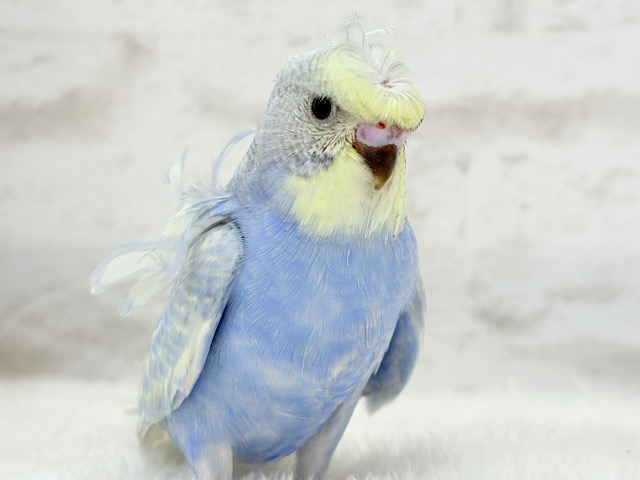 シャレオツ天使ちゃん🧚‍♀️💐セキセイインコ(パステルレインボースパングル) ヒナ