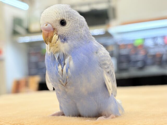 【最新画像更新】今日も元気いっぱい✨セキセイインコ（スパングル）ヒナ