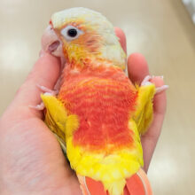 【最新画像更新🪄】ちょっと早めのトロピカル🍉🍊🍋ウロコインコ(サンチーク)