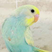 【最新画像更新🪄】ふんわり甘々🍬メロンソーダ🧃🍈💖セキセイインコ(パステルカラーレインボー) ヒナ