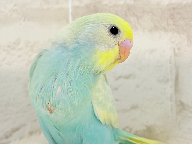 【最新画像更新🪄】ふんわり甘々🍬メロンソーダ🧃🍈💖セキセイインコ(パステルカラーレインボー) ヒナ