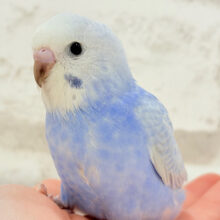 【最新画像更新🪄】可愛いのその先には何があるの〜！？🫧セキセイインコ(スパングル) ヒナ