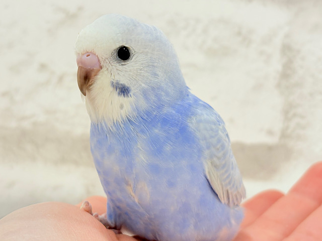 【最新画像更新🪄】可愛いのその先には何があるの〜！？🫧セキセイインコ(スパングル) ヒナ