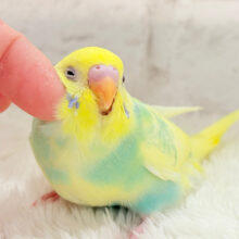 【最新画像更新🪄】可愛いお顔に見つめられたら……🐣💘セキセイインコ(パステルカラーレインボーパイド) ヒナ