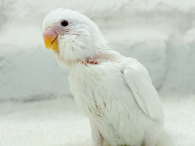 【最新画像更新🪄】透明感のカタマリ🐣🫧セキセイインコ(アルビノ) ヒナ